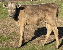 Penelope 22 Heifer 