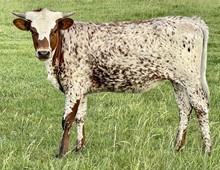 Honey 21 Heifer 