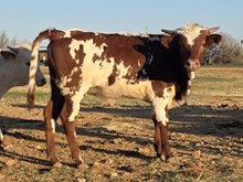 HR REBEL BANG x PCC MIDAS TOUCH  - TAG 3328