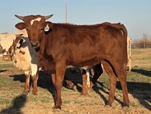 HR REBEL BANG x PCC MIDAS TOUCH - Tag 3260