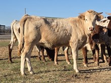 FULL PACK X PCC MIDAS TOUCH - Tag 1426