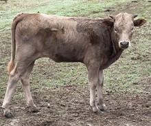 Jest 22 Heifer 