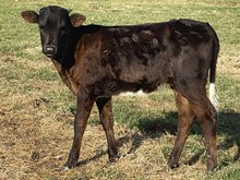 PCC Dark Pearl