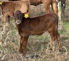 Jamoka Star 23 bull