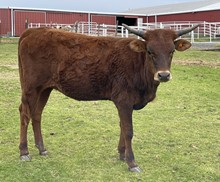 Poco 22 Heifer 
