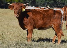 RJF TOUCH OF PERFECTION 500