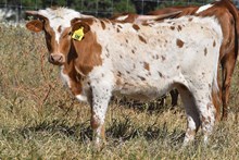 RJF TOUCH OF CHARM 508