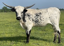 Foxy 21 Heifer