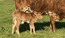 RJF TEXAS REBEL X RJF WORTH THE SASS TAG 313