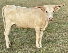 Dream 21 Heifer