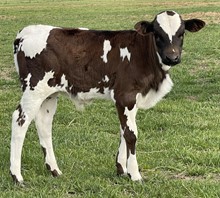 Razzle 23 Bull 