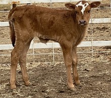 Miracle 22 Heifer