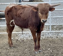Trick 22 Bull
