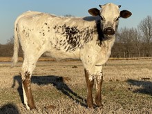 Foxy 21 Heifer