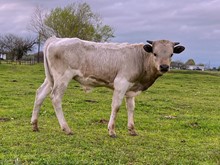 ARGENTUM X M ARROW ACHY BREAKY BULL 2022