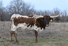 Bayou Texana