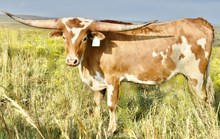 GLR 20 CACTUS WHIPS GAL