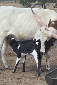 NACC  Energizer Bunny