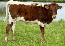 Single 24 Heifer