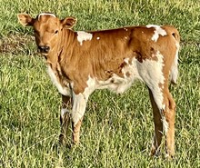 Trick 23 Heifer 
