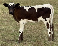 Sky 25 Heifer