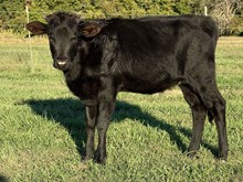 Refuge 23 Heifer