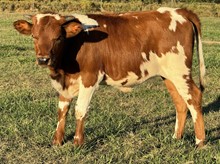 Trick 23 Heifer 