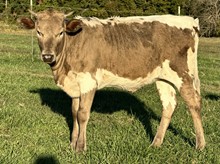 Fashion 23 Heifer 