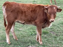 Scoop 23 Heifer 