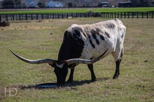 Enchanted With Stars