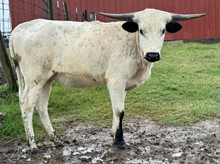 Dot 22 Heifer
