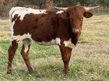 Gold 23 Heifer 