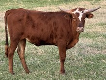 Miracle 22 Heifer