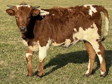 Trick 23 Heifer 