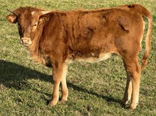 Scoop 23 Heifer 