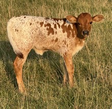 Foxy 25 Heifer 
