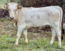 Day 25 Heifer 