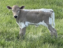 Fashion 23 Heifer 