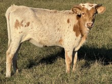 Play Date 25 Heifer