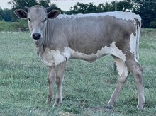 Fashion 23 Heifer 