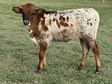 Foxy 25 Heifer 