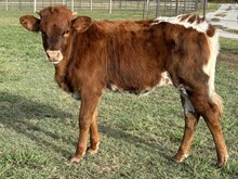 Trick Shot 25 Heifer 