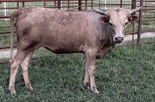 PCC Knight Prancer 