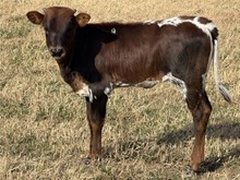 Daze 25 heifer