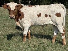 Sand Dollar 25 Bull 