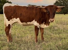 Single 24 Heifer