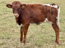 Trick Shot 25 Heifer 