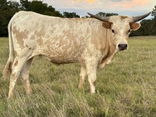 Dream 24 Heifer
