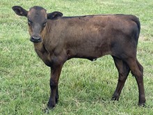 Refuge 23 Heifer