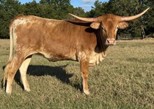 MR ELEGANTLY FURNISHED